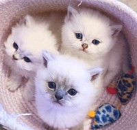 Kittens